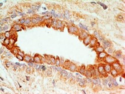 CD47 Antibody (B6H12.2) - Azide and BSA Free, Novus Biologicals:Antibodies:Primary